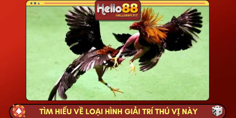 Tìm hiểu về loại hình giải trí thú vị này